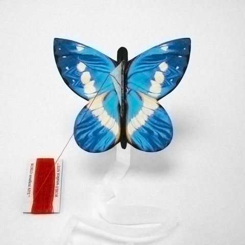 Kite butterfly helena