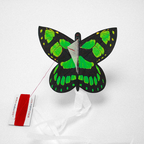 Kite butterfly malachite
